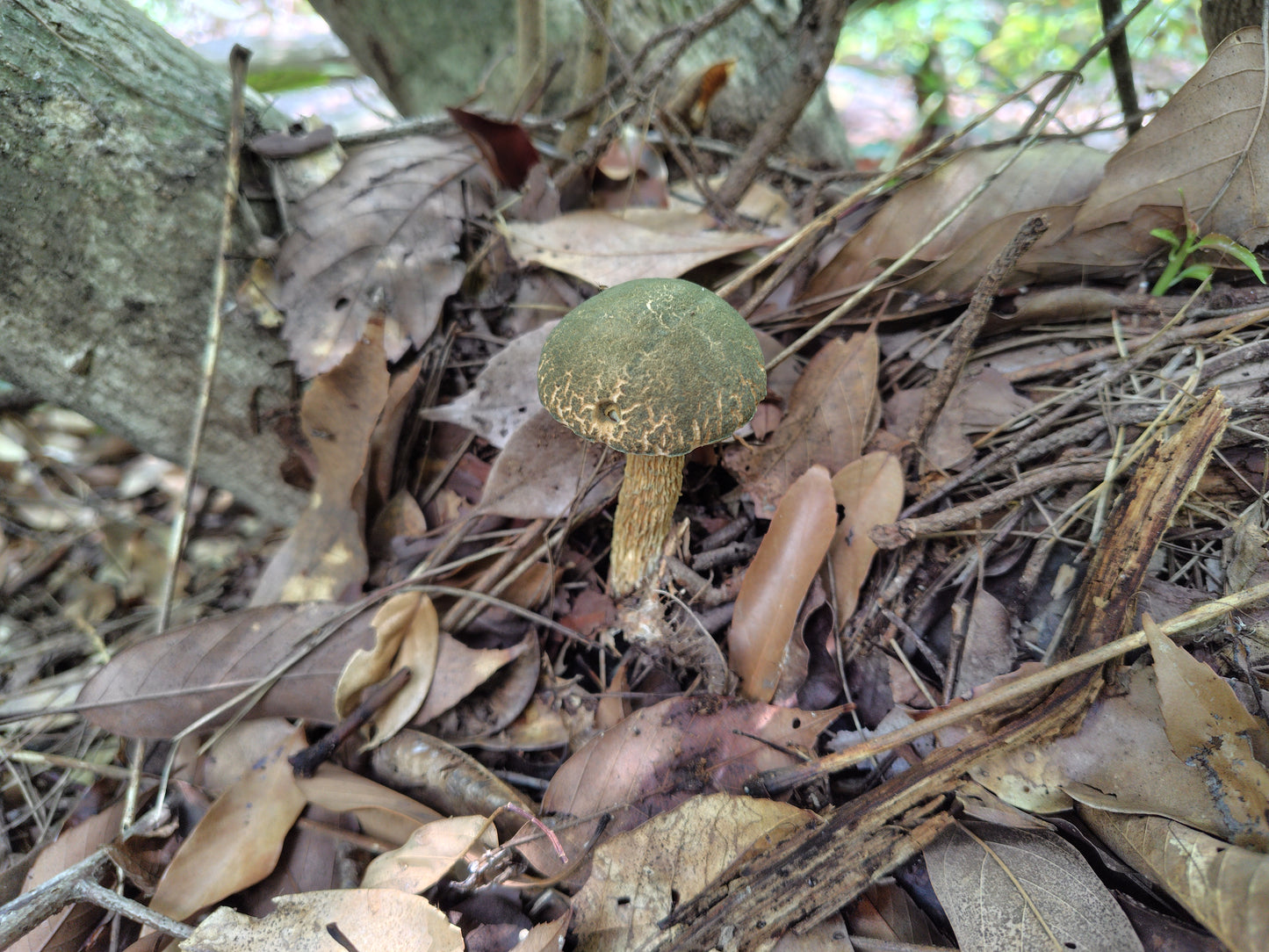 Mushroom Photo Collection Volume 19(MPC_Vol.19)