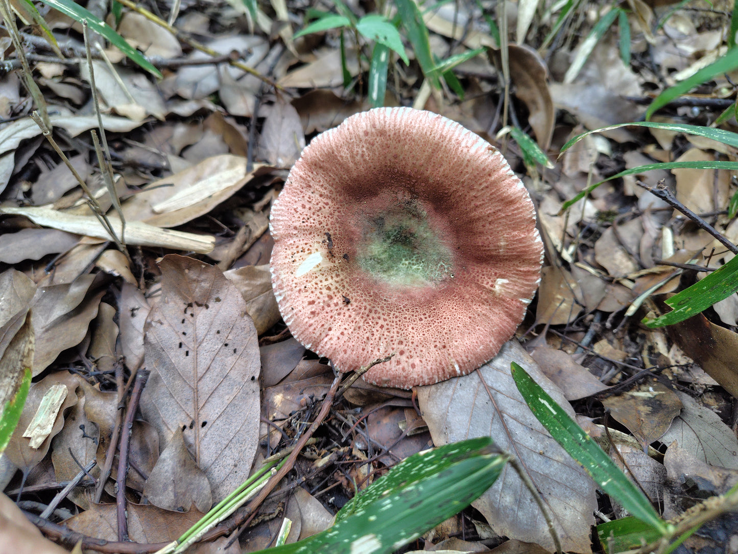 Mushroom Photo Collection Volume 19(MPC_Vol.19)