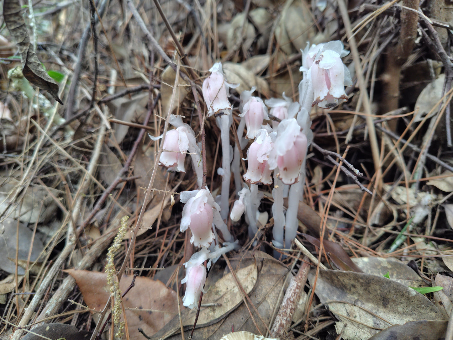 Mushroom Photo Collection Volume 10(MPC_Vol.10)