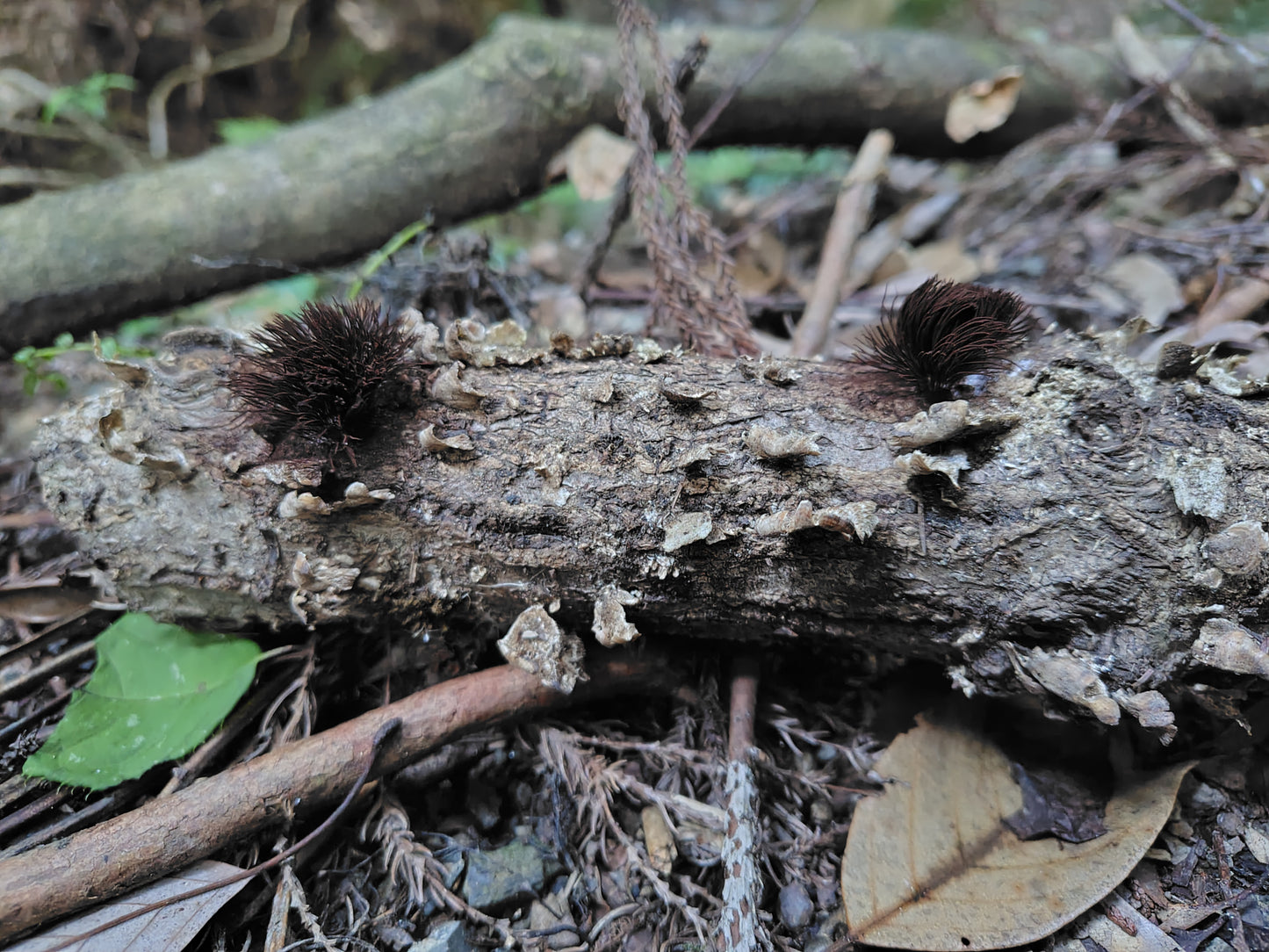 Mushroom Photo Collection Volume 14(MPC_Vol.14)