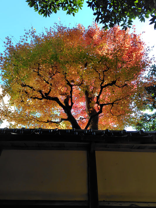 leaves_0015[photo_digital]