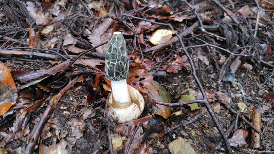 Mushroom Photo Collection Volume 24(MPC_Vol.24)